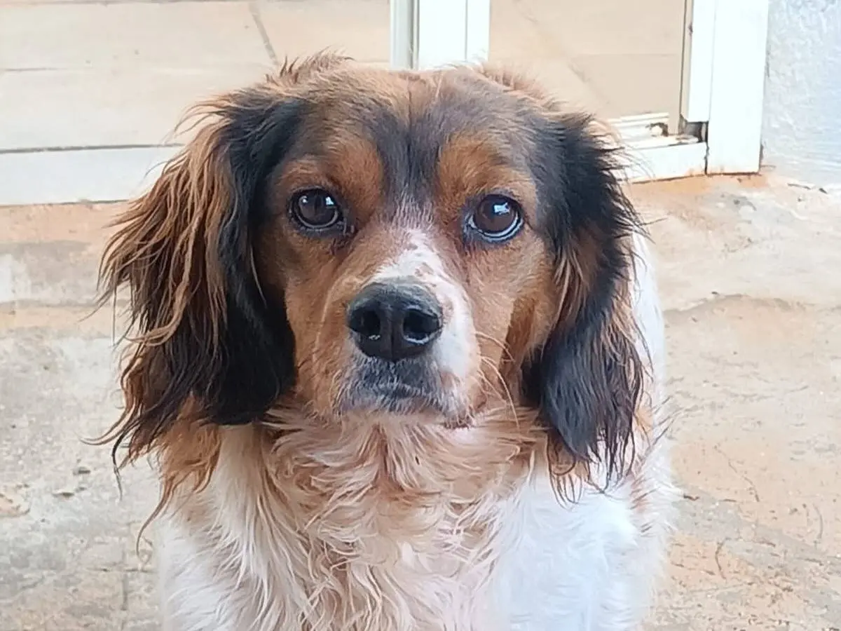 Adozione cane, femmina, Spaniel Razza sconosciuta, 7 anni e 8 mesi, taglia media, Latina