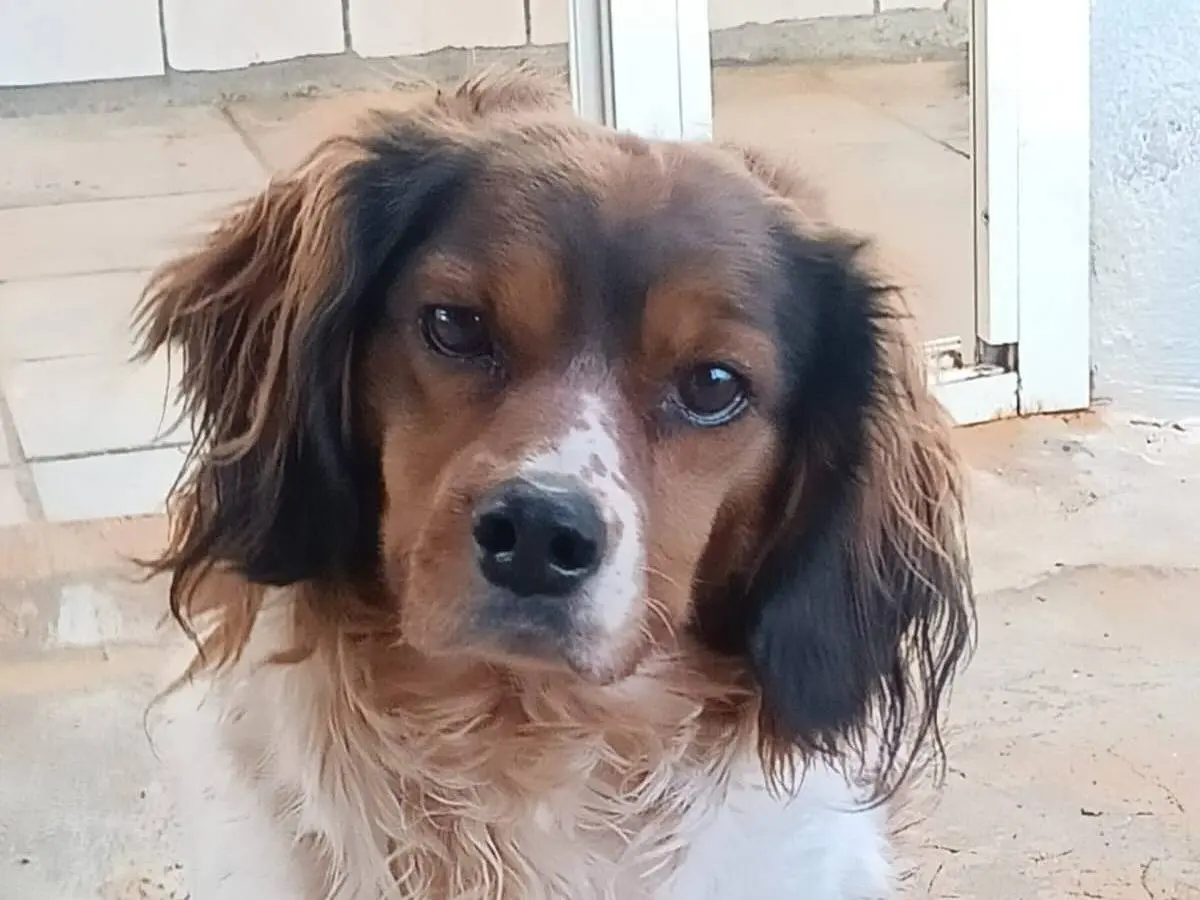 Adotta un cane, taglia media, femmina, Latina