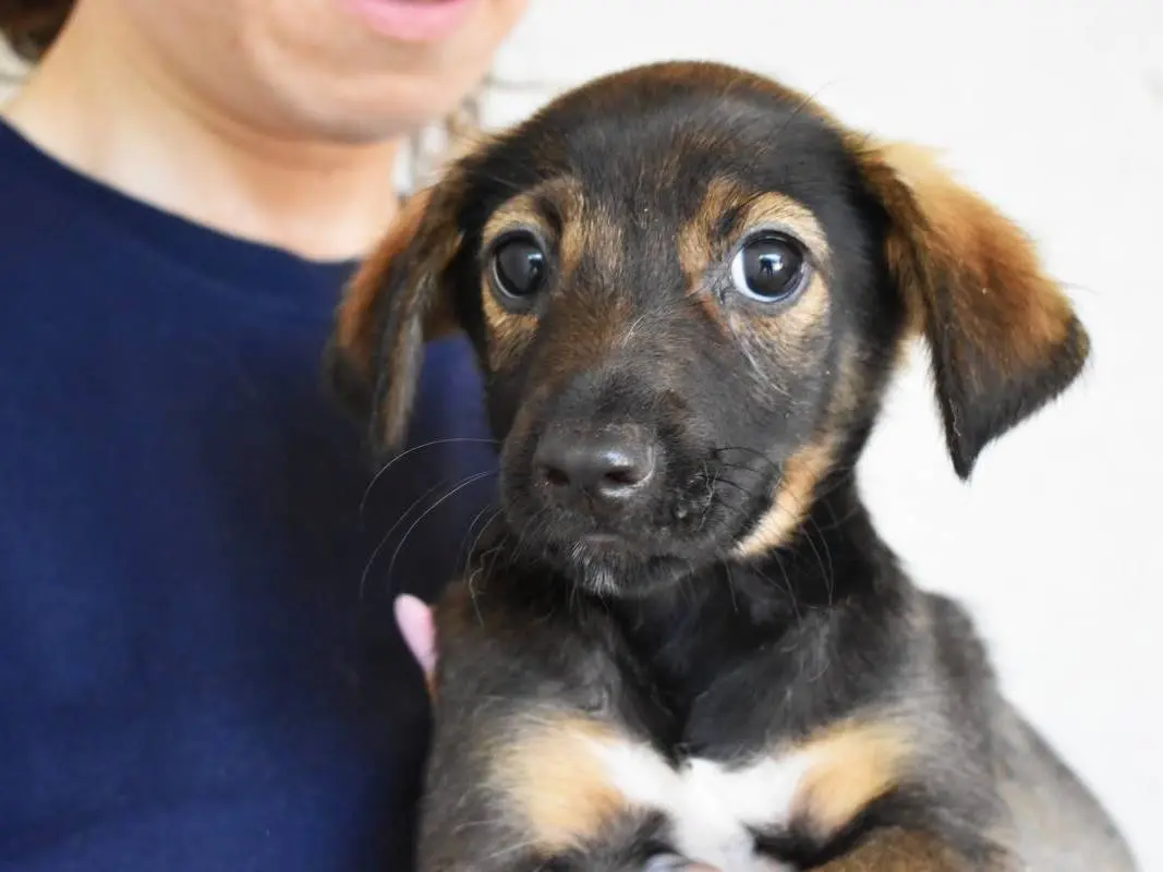 Adozione cane, maschio, Razza sconosciuta Razza sconosciuta, 6 mesi, taglia media, Roma