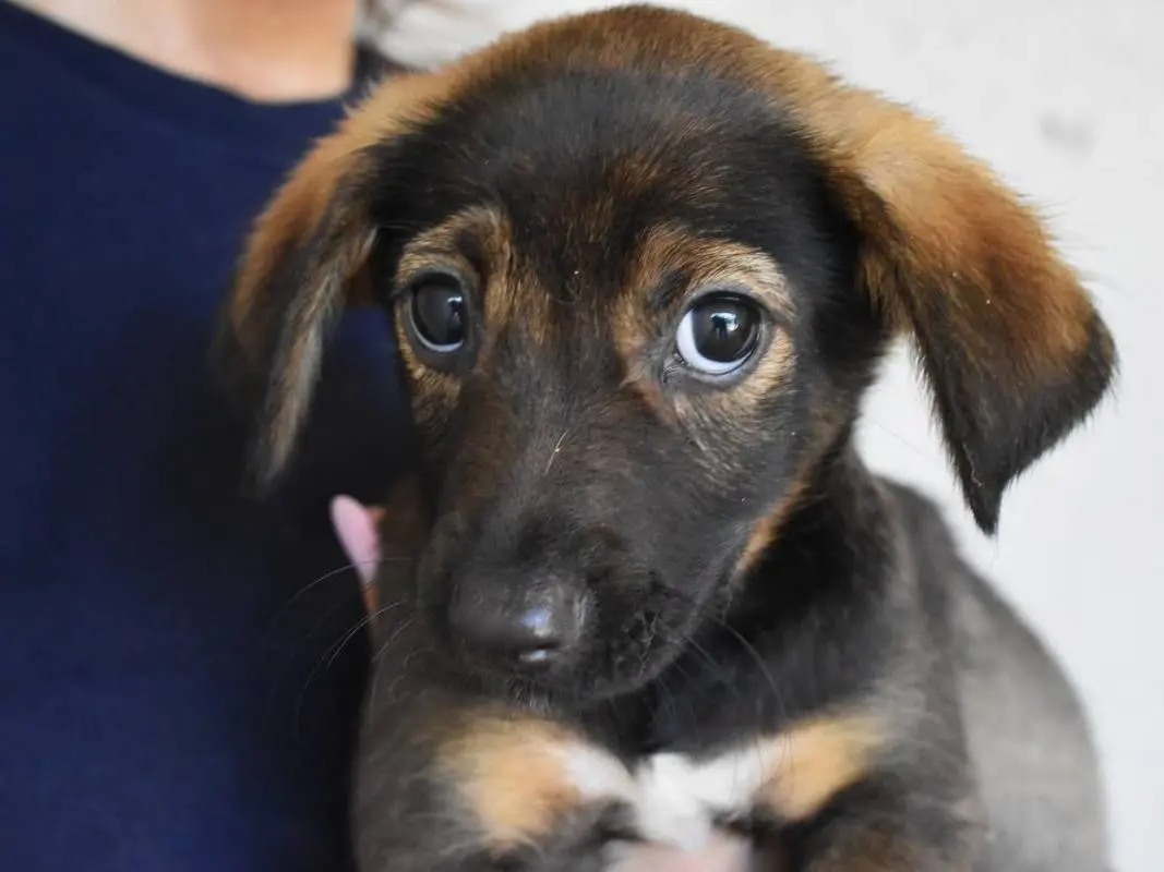 Vuoi adottare un cane a Roma?