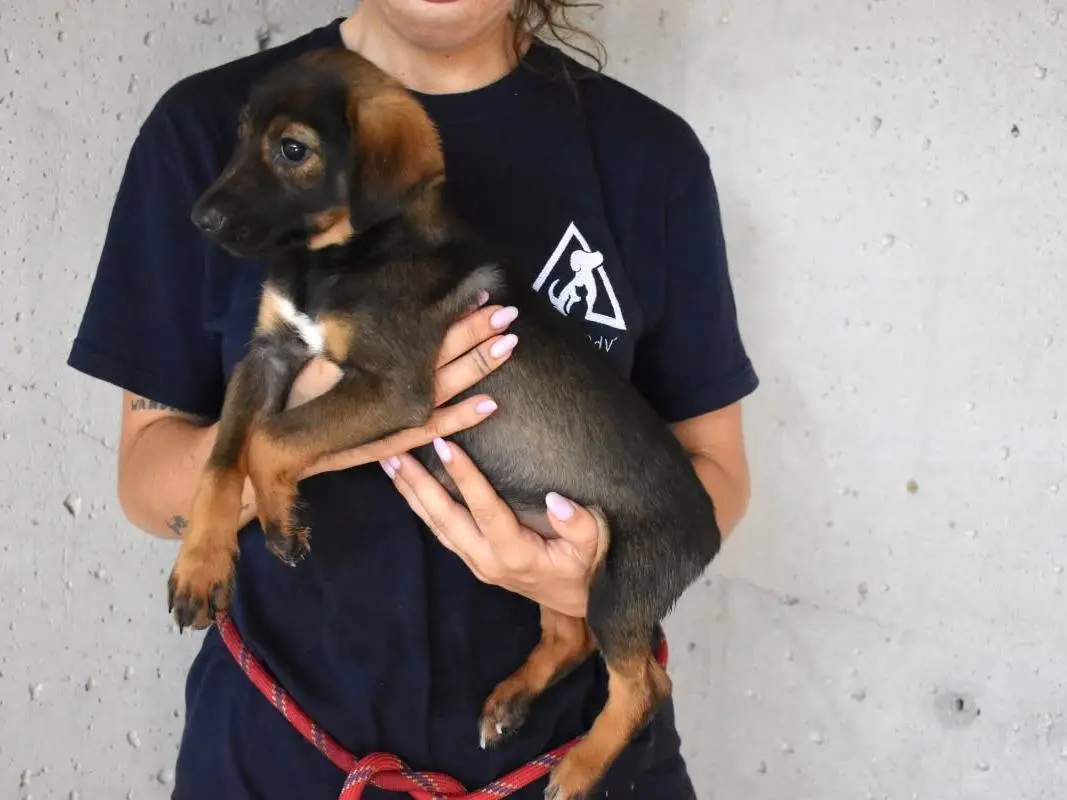 Adotta un cane, maschio, 6 mesi, Roma