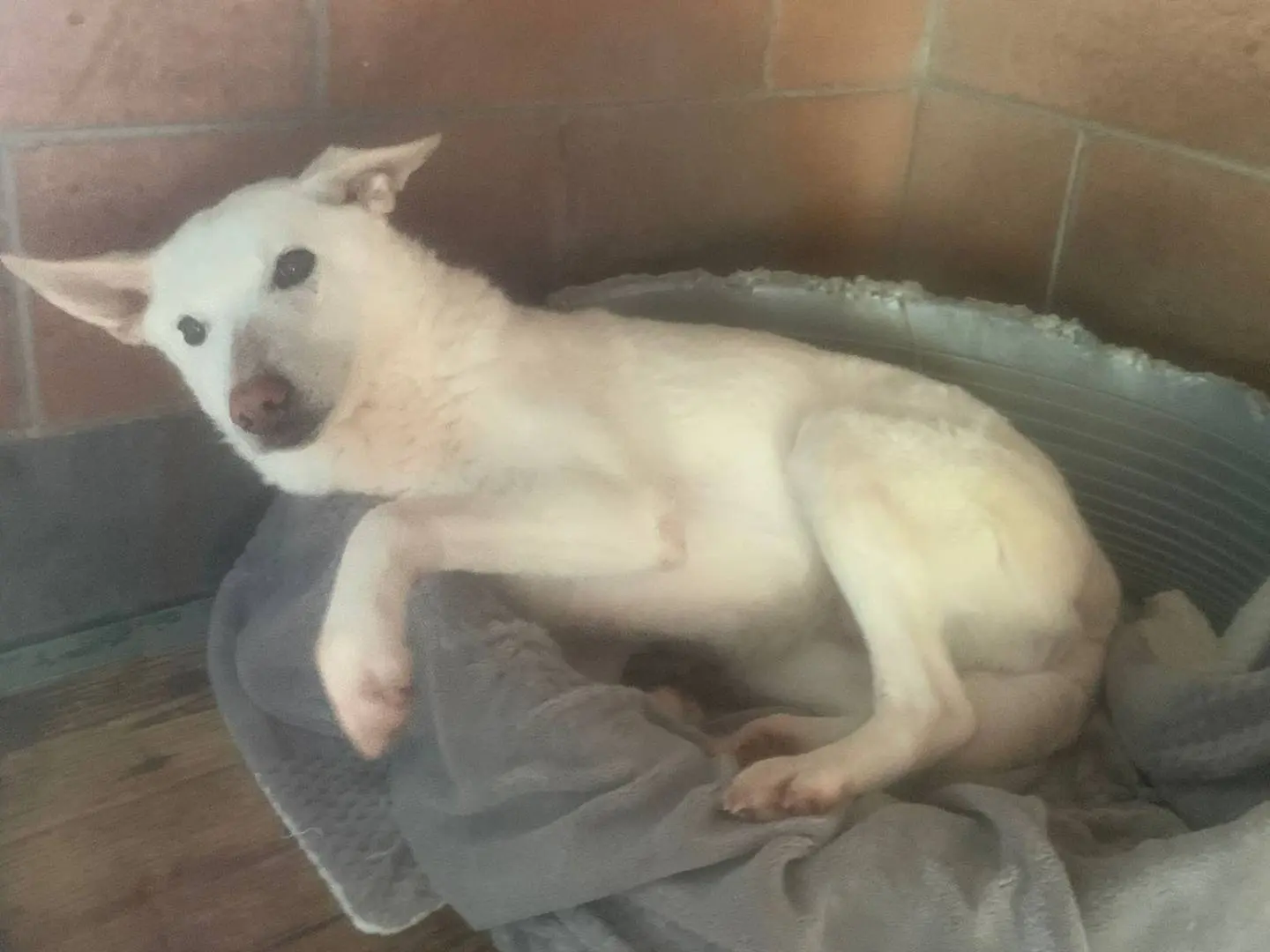 Adotta un cane, femmina, 10 anni e 6 mesi, Varese