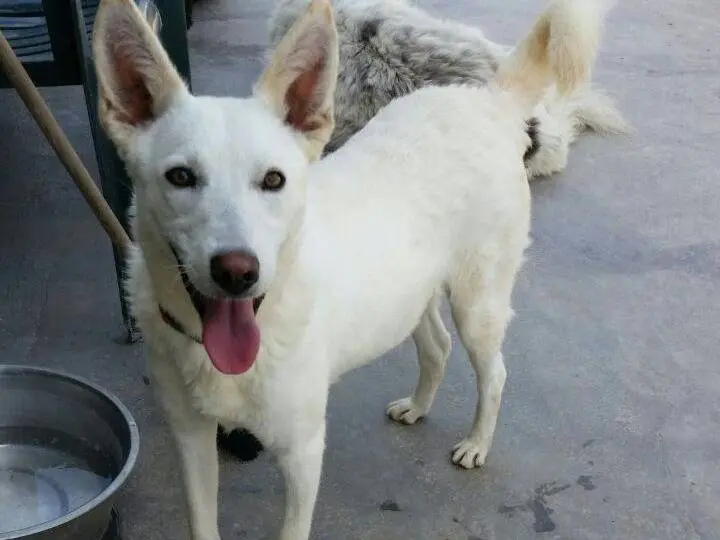 Adozione cane, femmina, Razza sconosciuta Razza sconosciuta, 10 anni e 6 mesi, taglia media, Varese