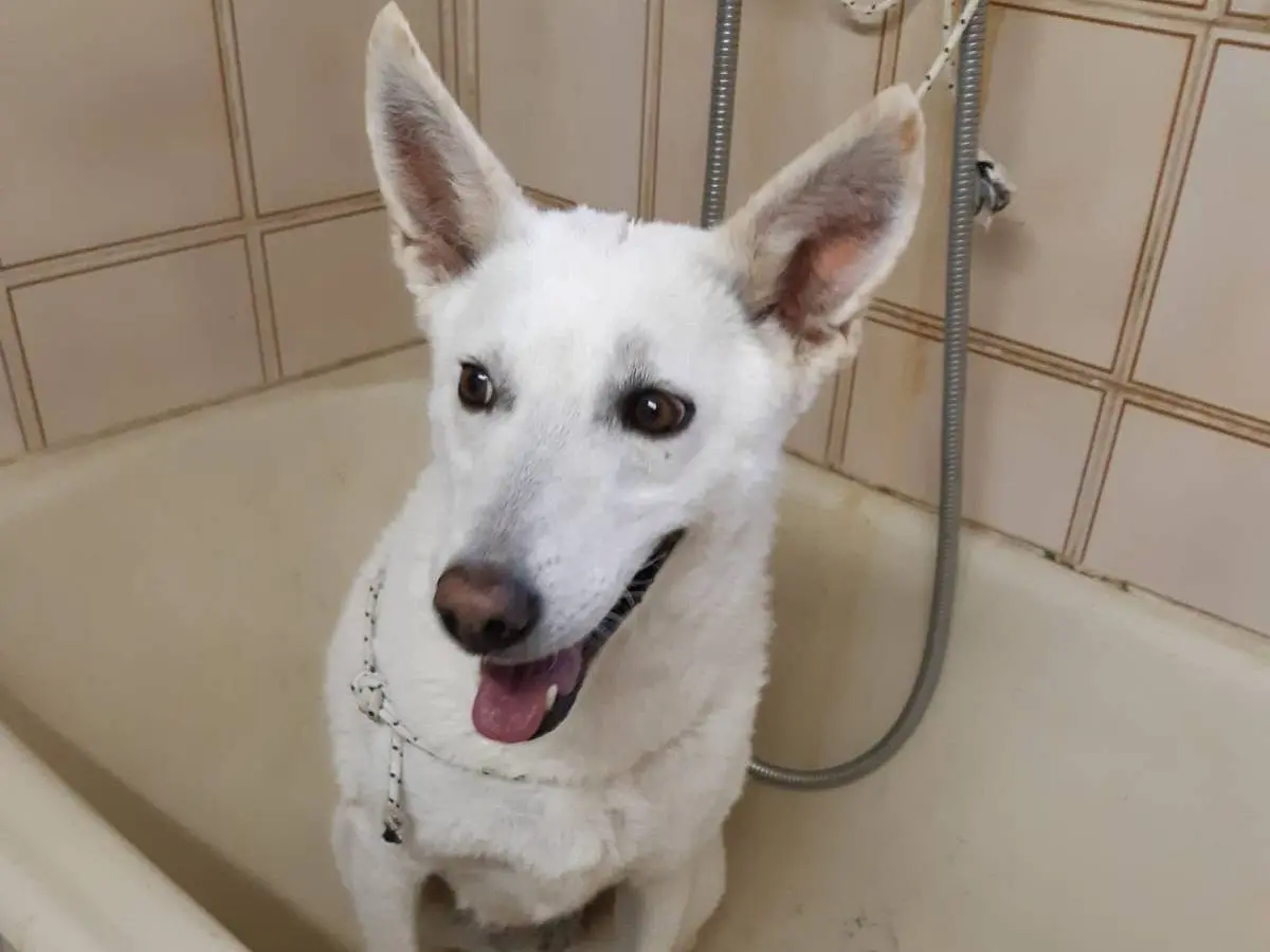 Adotta il cane OFELIA a Varese