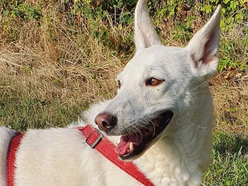 Vuoi adottare un cane a Varese?