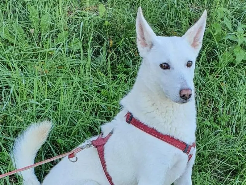 Adotta un cane, taglia media, femmina, Varese