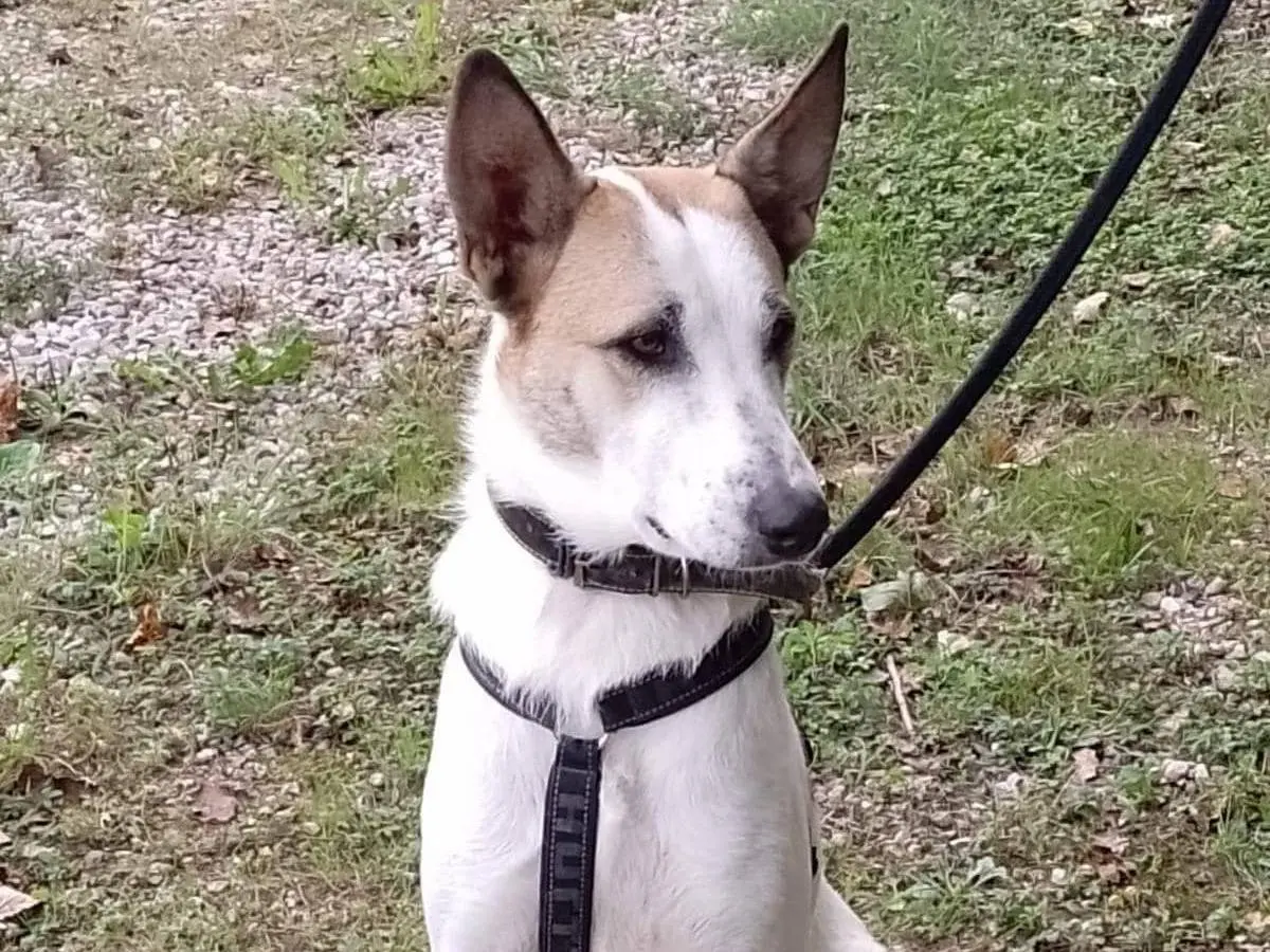 Adotta un cane, maschio, 3 anni e 3 mesi, Modena