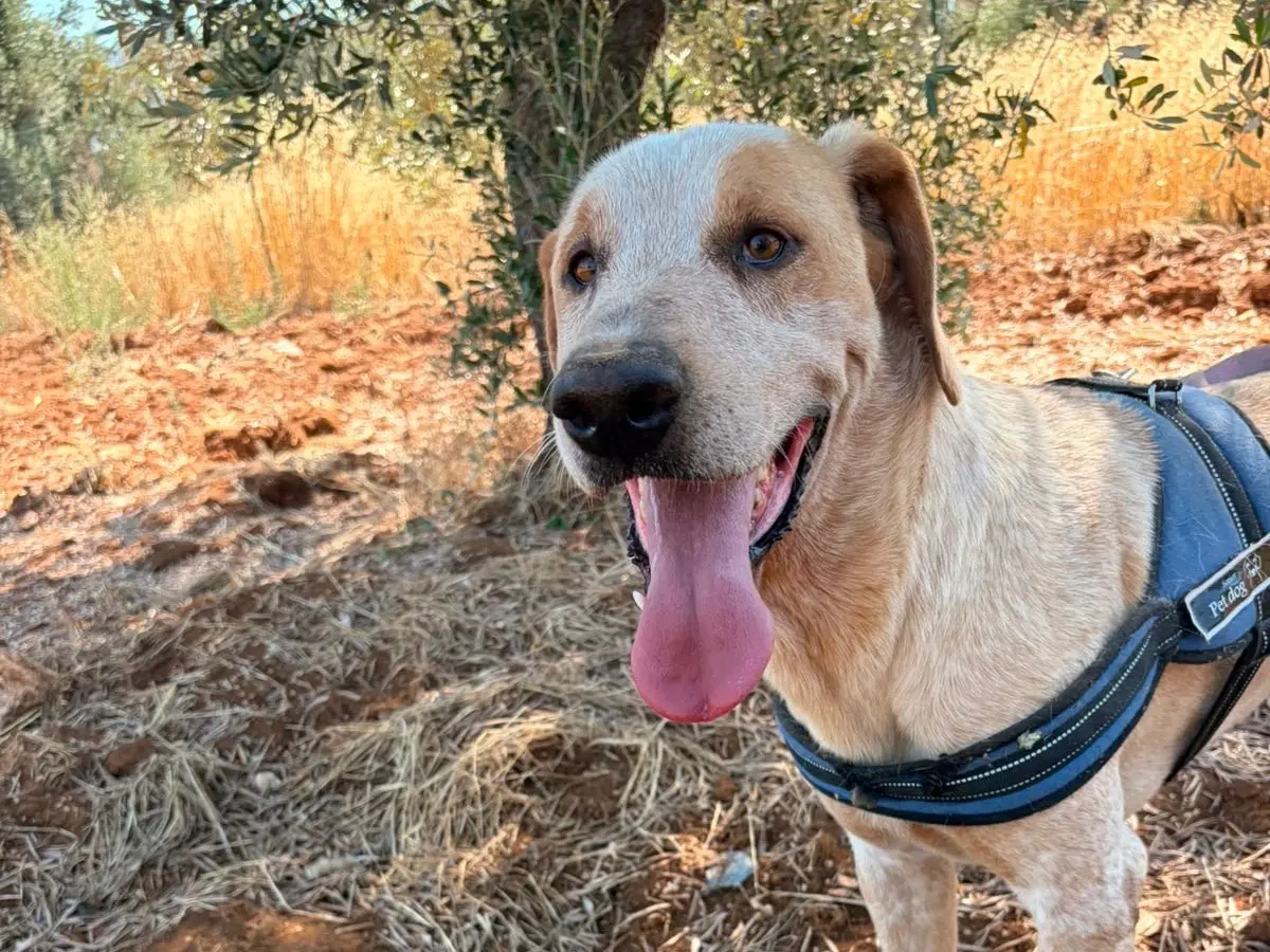 Adotta un cane, maschio, 8 anni e 5 mesi, Taranto