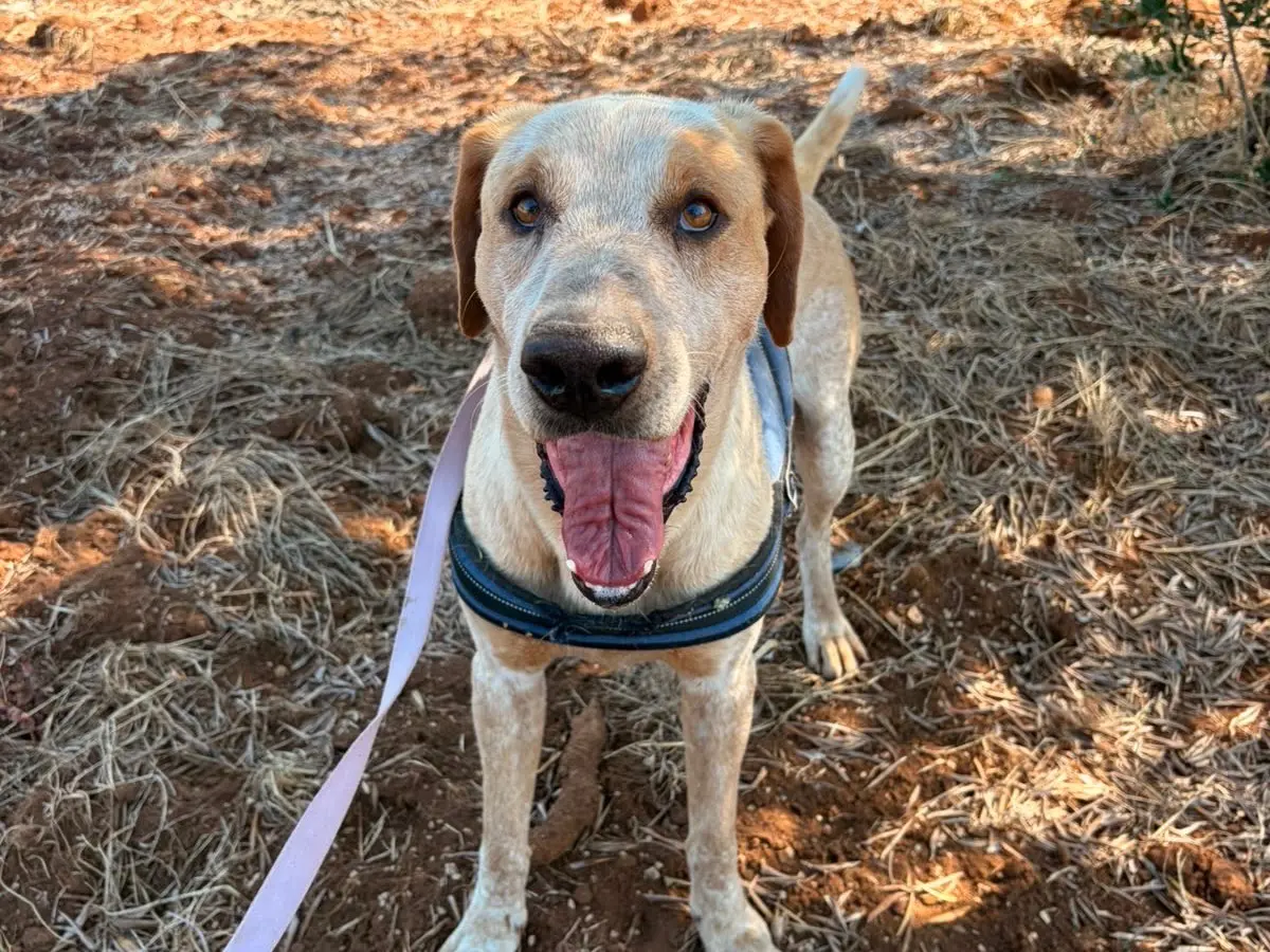 Adozione cane, maschio, Razza sconosciuta Razza sconosciuta, 8 anni e 5 mesi, taglia grande, Taranto