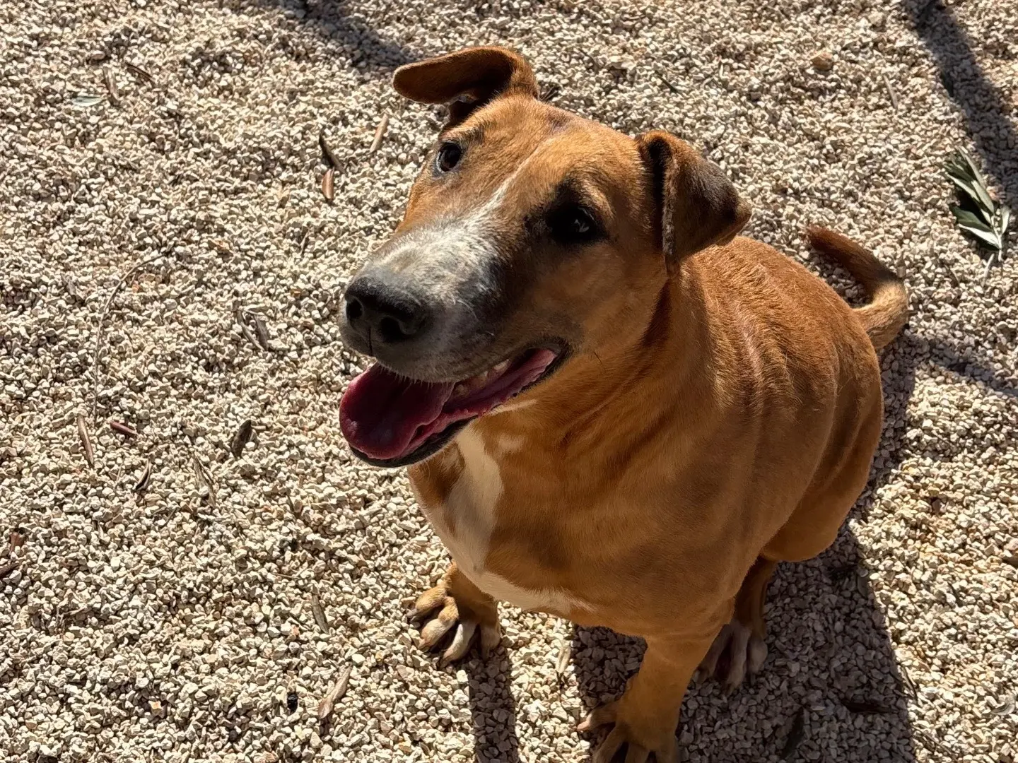 Adozione cane, femmina, Bull Terrier Razza sconosciuta, 6 anni e 4 mesi, taglia media, Taranto