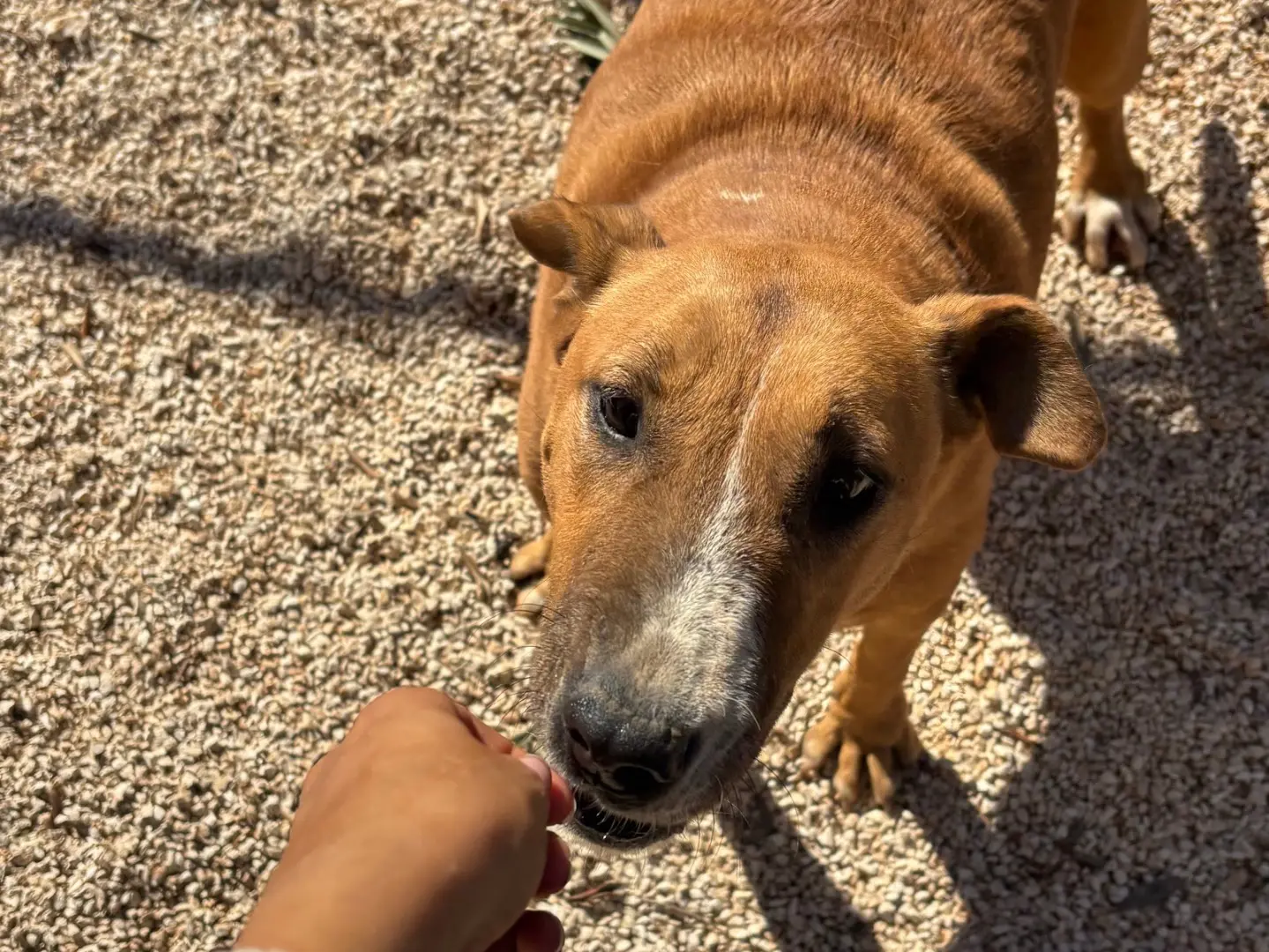 Adotta un cane, femmina, 6 anni e 4 mesi, Taranto