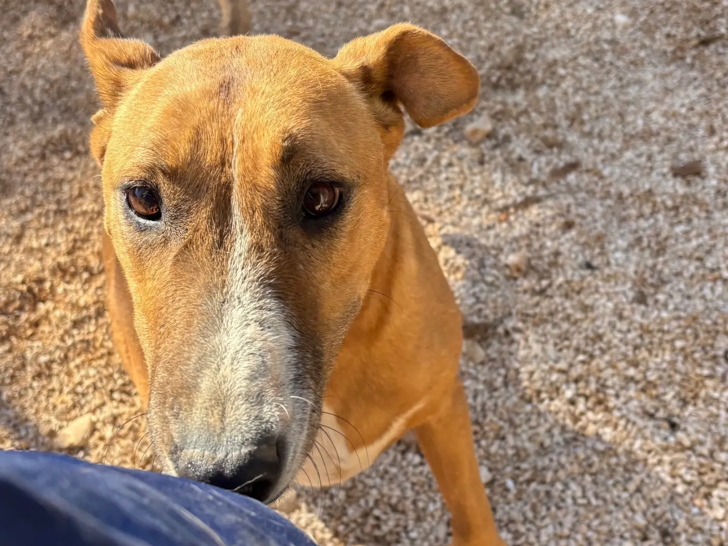 Adotta un cane, taglia media, femmina, Taranto