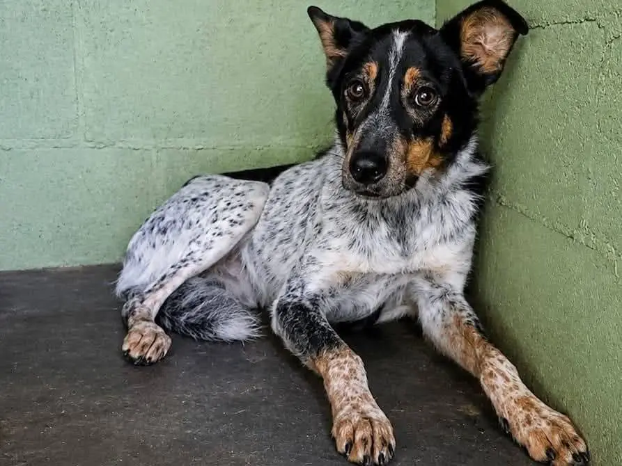 Adozione cane, maschio, Razza sconosciuta Razza sconosciuta, 3 anni e 4 mesi, taglia media, Pavia
