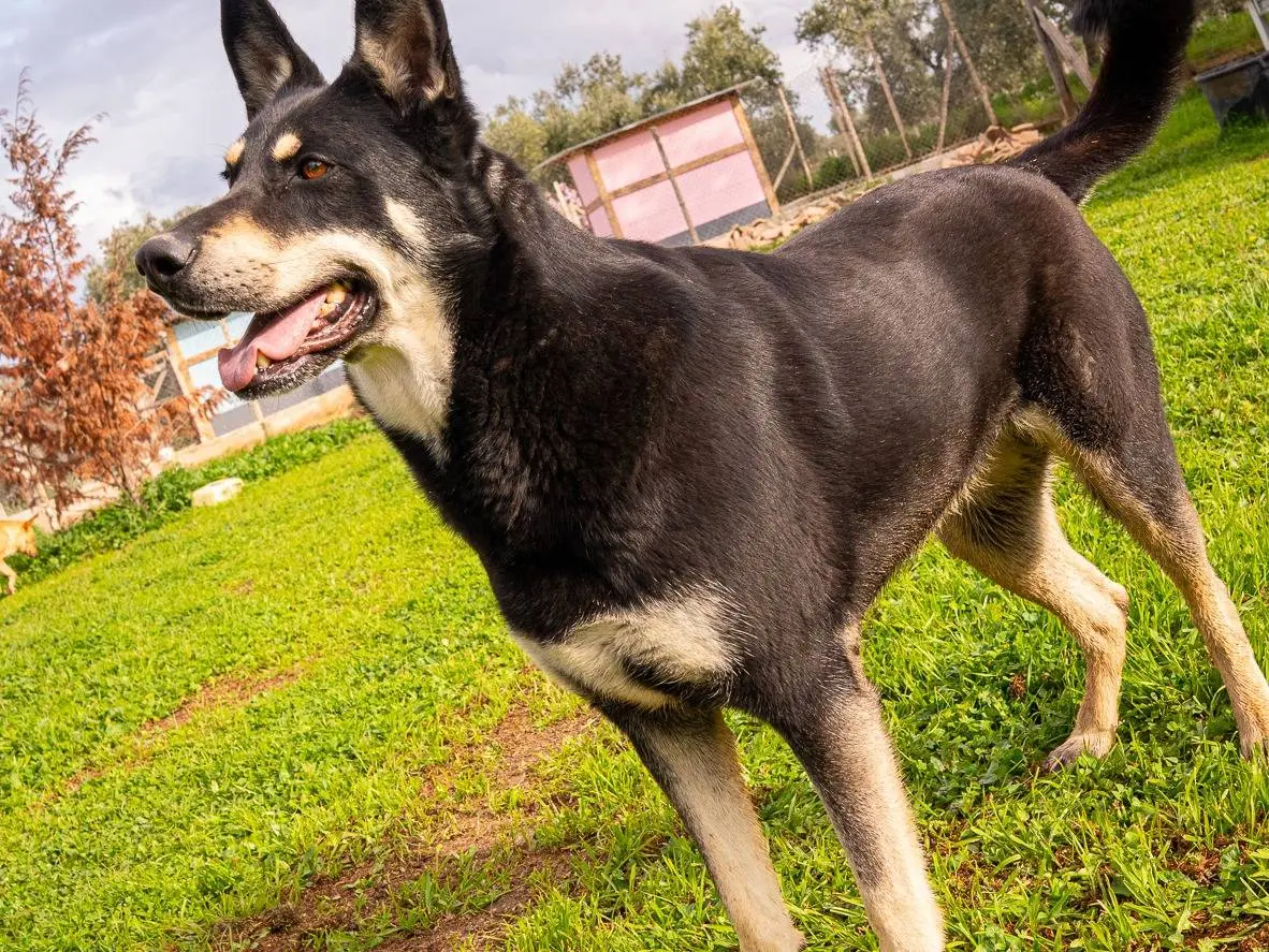 Vuoi adottare un cane a Bari?