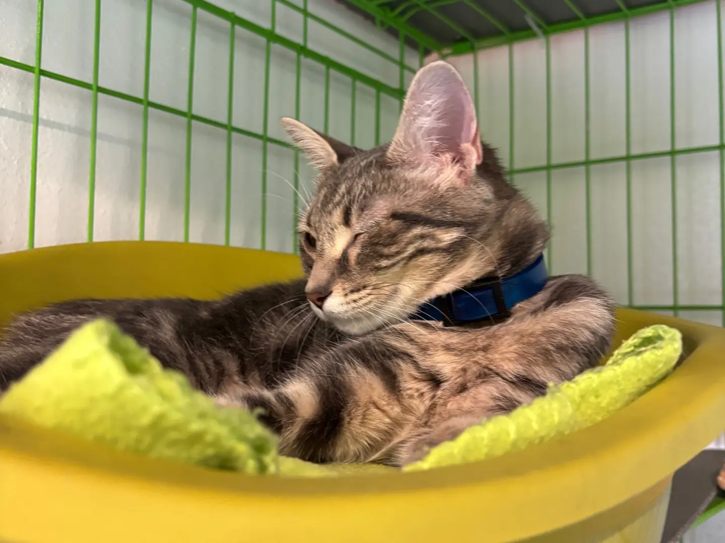 Adotta un gatto, femmina, 6 mesi, Brescia