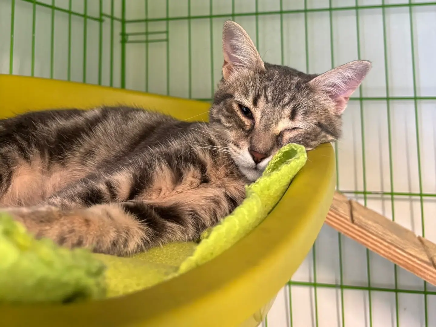 Adozione gatto, femmina, Razza sconosciuta Razza sconosciuta, 6 mesi, taglia non valida, Brescia