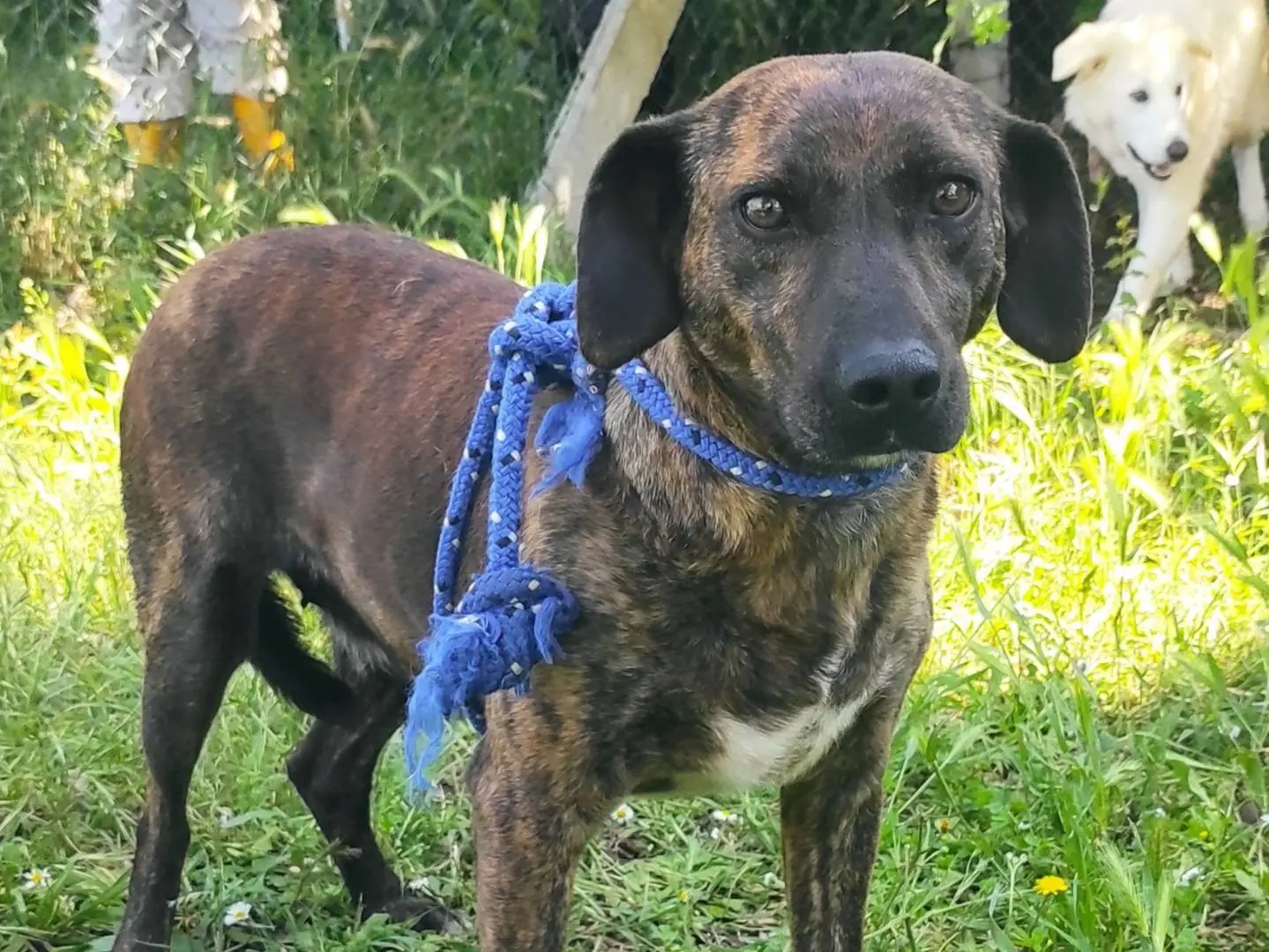 Adozione cane, femmina, meticcio, 9 anni e 11 mesi, taglia media contenuta, Viterbo