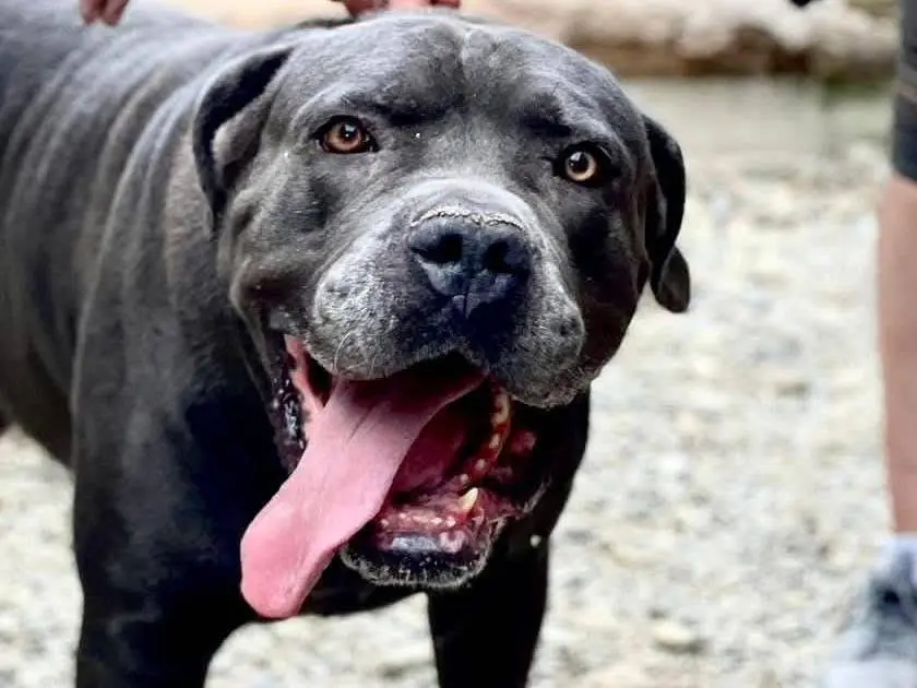Adozione cane, maschio, Corso Razza sconosciuta, 7 anni e 3 mesi, taglia gigante, Crotone