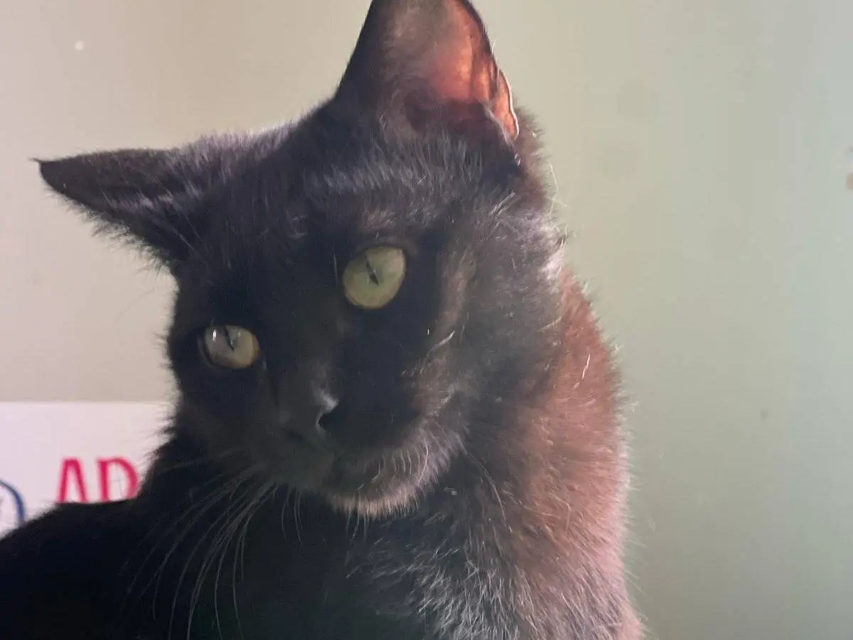 Adotta un gatto, maschio, 2 anni e 2 mesi, Bari