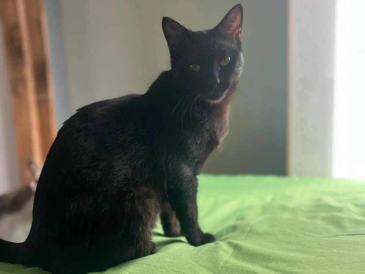Adozione gatto, maschio, Razza sconosciuta Razza sconosciuta, 2 anni e 2 mesi, taglia non valida, Bari