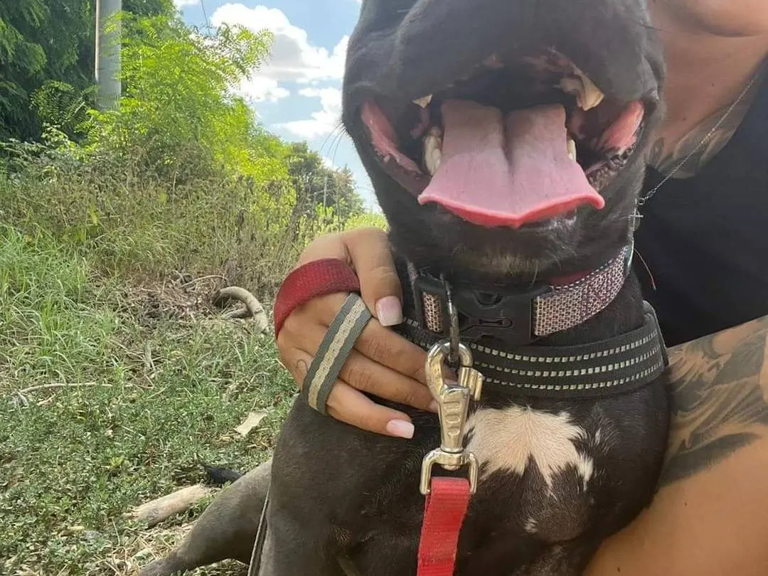 Adotta un cane, taglia media, femmina, Napoli