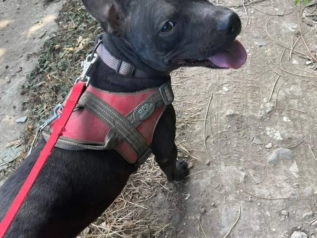 Vuoi adottare un cane a Napoli?