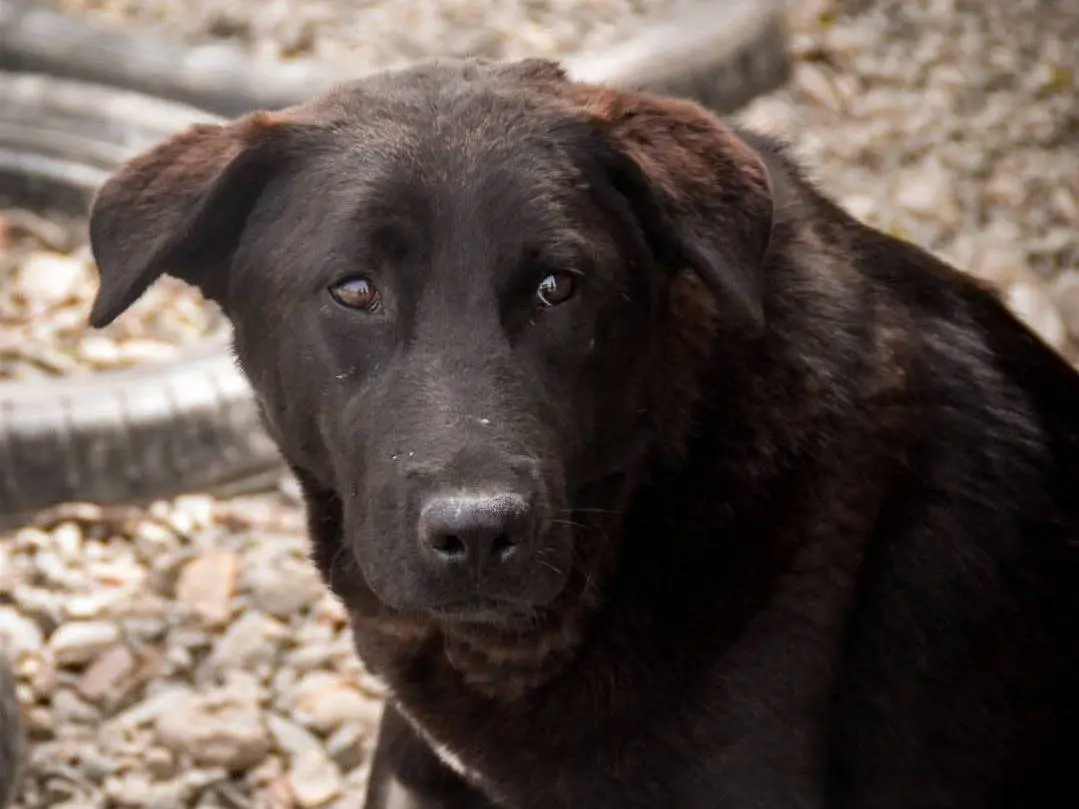 Adozione cane, femmina, Razza sconosciuta Razza sconosciuta, 3 anni e 6 mesi, taglia grande, Crotone