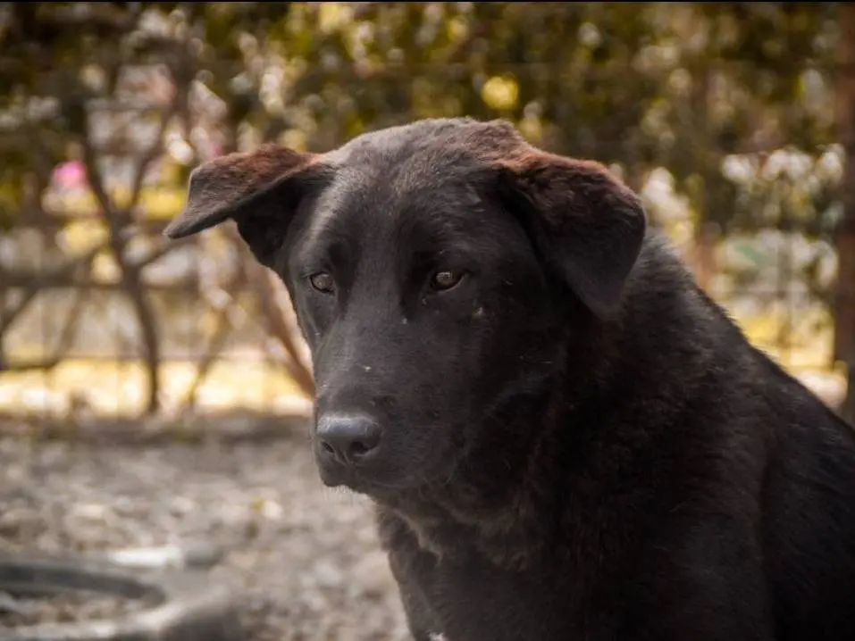 Adotta un cane, taglia grande, femmina, Crotone