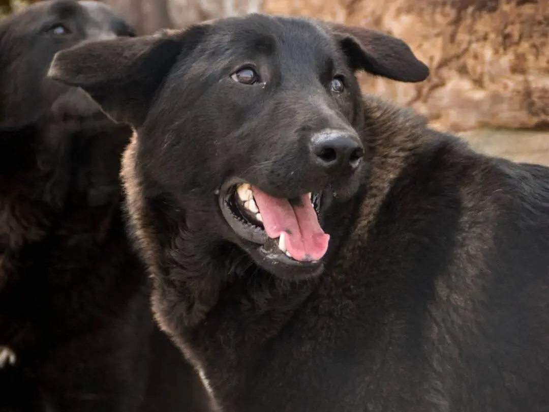 Vuoi adottare un cane a Crotone?