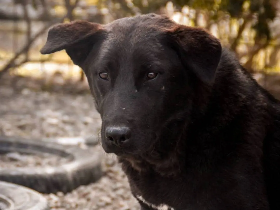 Adotta un cane, femmina, 3 anni e 6 mesi, Crotone