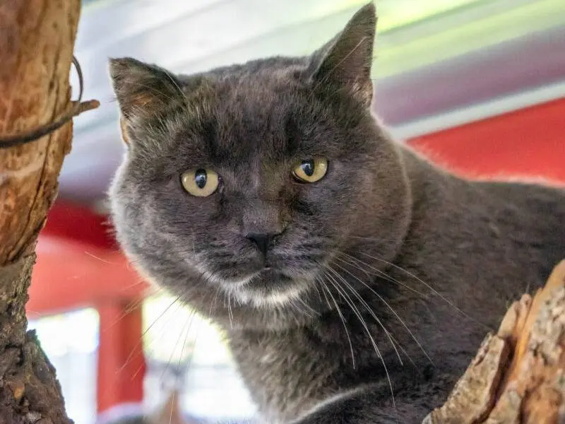 Adozione gatto, maschio, Razza sconosciuta Razza sconosciuta, 4 anni e 5 mesi, taglia non valida, Monza
