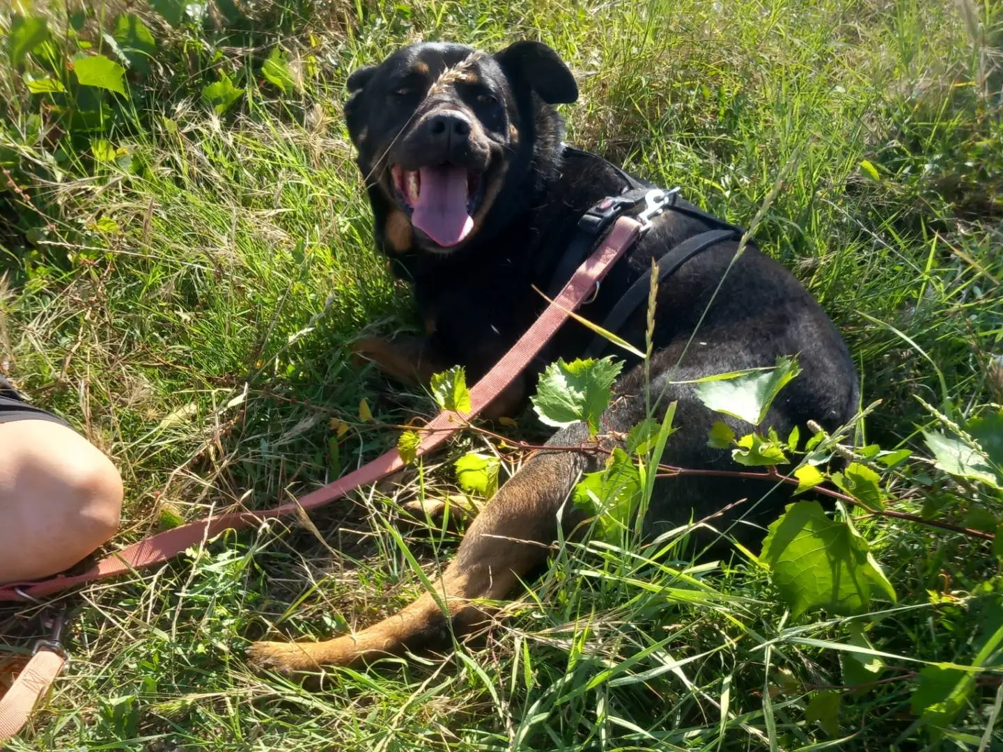 Foto 3 dell'animale