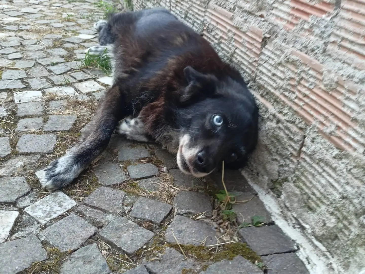 Vuoi adottare un cane a Roma?