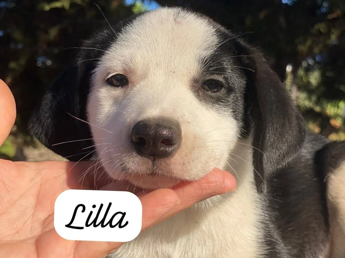 Adotta un cane, femmina, 3 mesi, Messina
