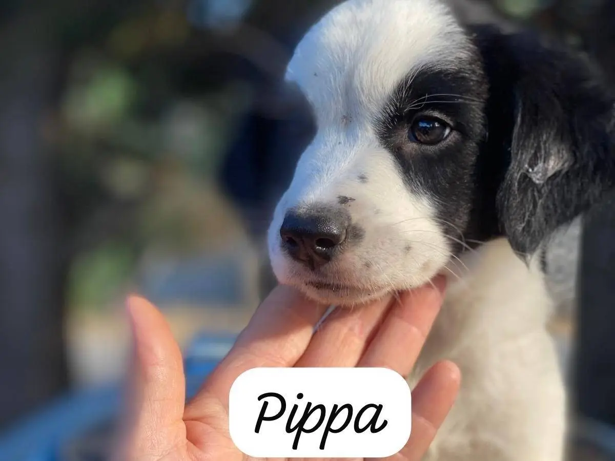 Adozione cane, femmina, Razza sconosciuta Razza sconosciuta, 3 mesi, taglia media contenuta, Messina