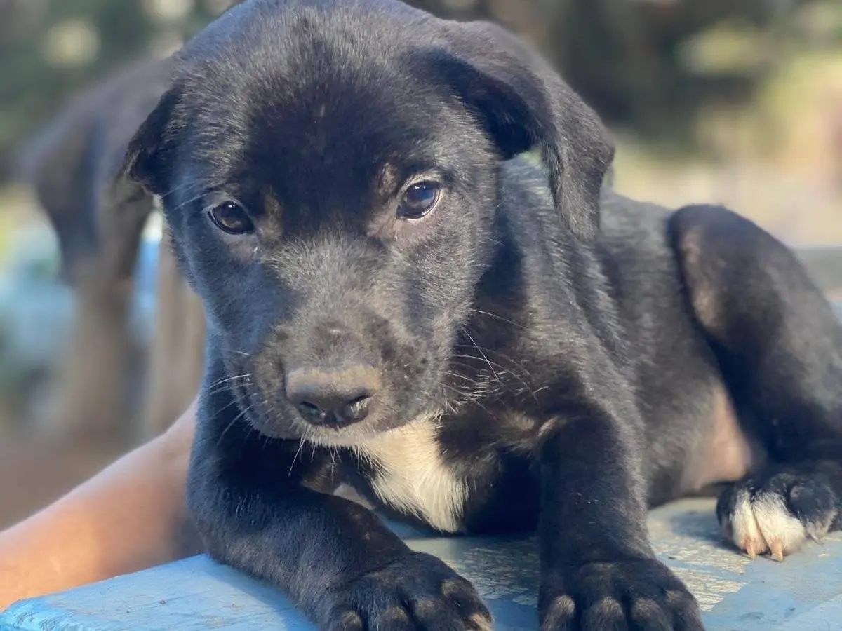Adotta un cane, taglia media contenuta, femmina, Messina