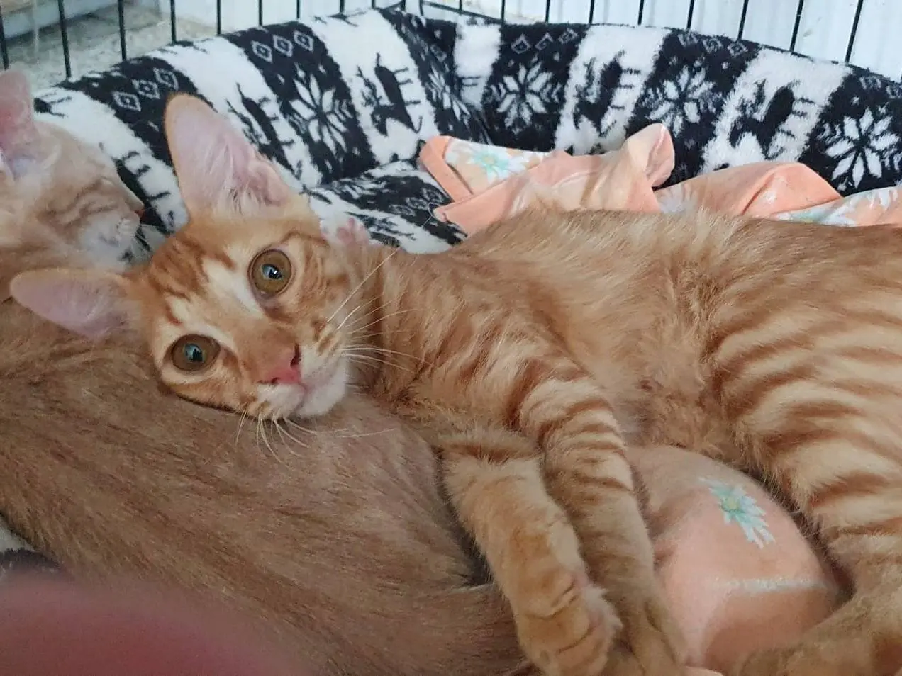 Vuoi adottare un gatto a Brescia?