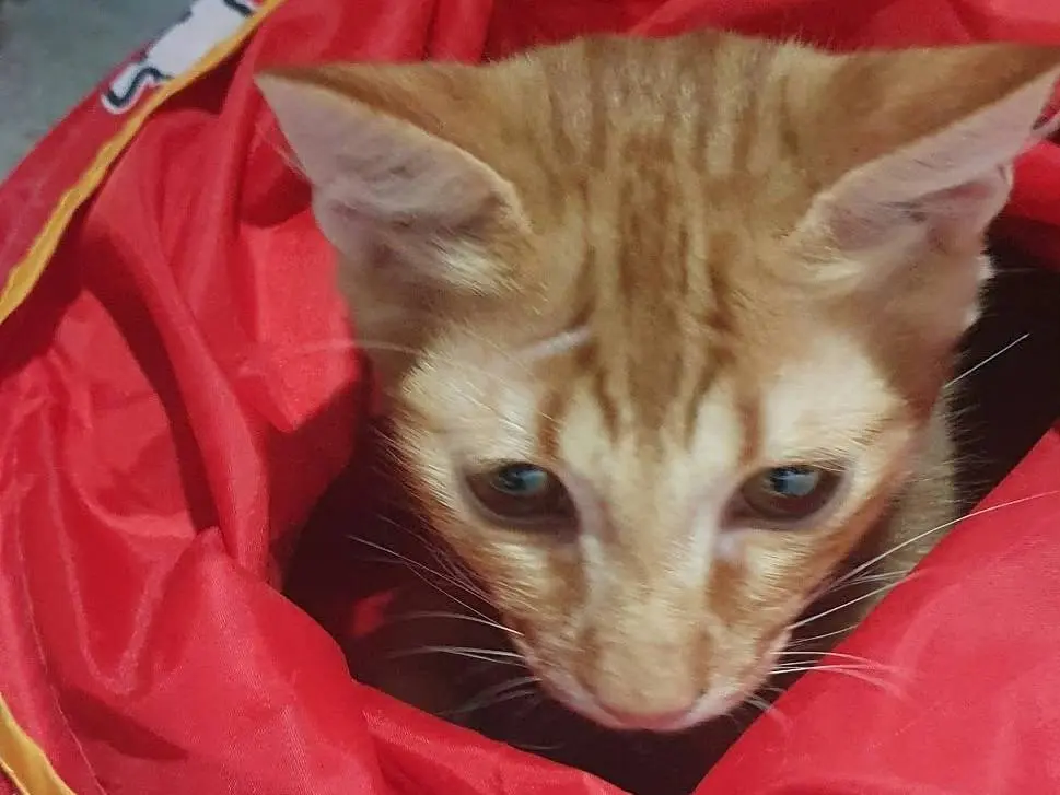 Adotta un gatto, maschio, 5 mesi, Brescia