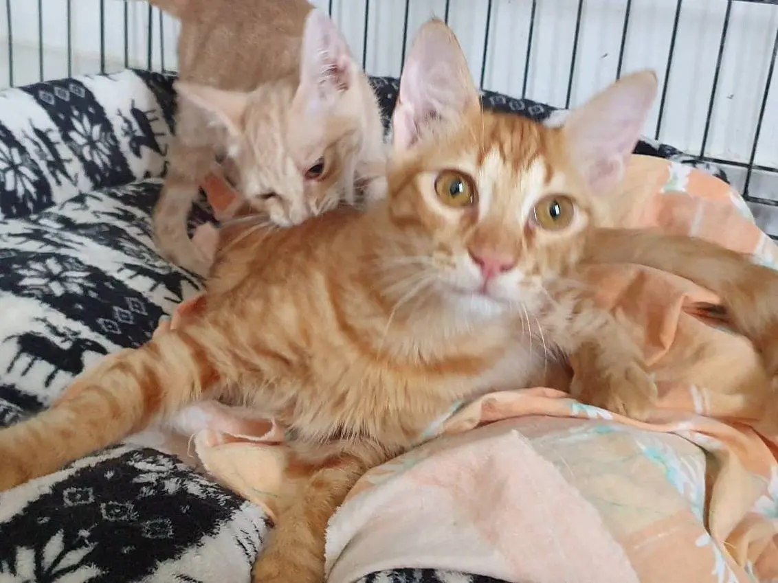 Adotta un gatto, taglia non valida, maschio, Brescia