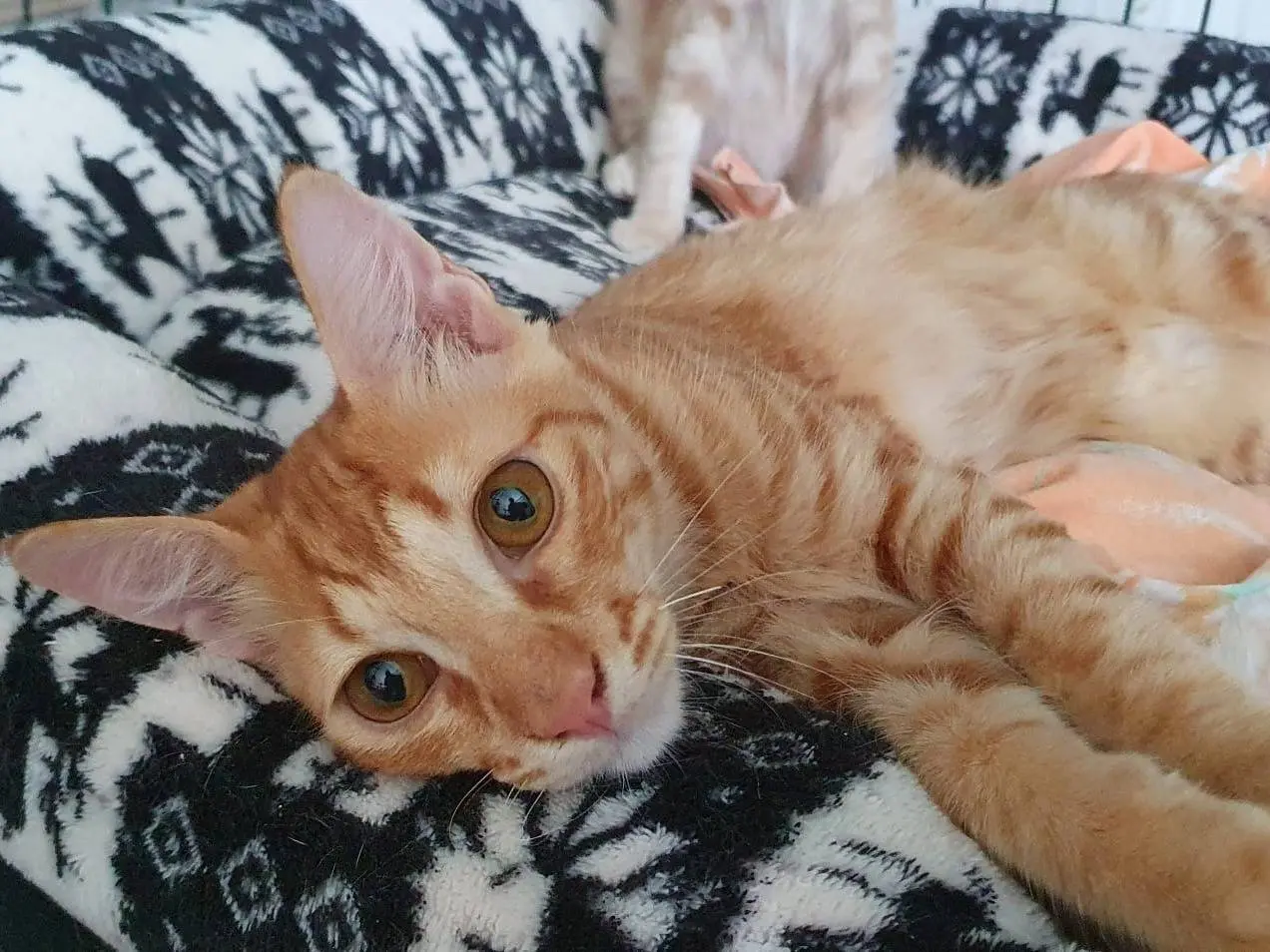 Adotta il gatto Giovannino a Brescia