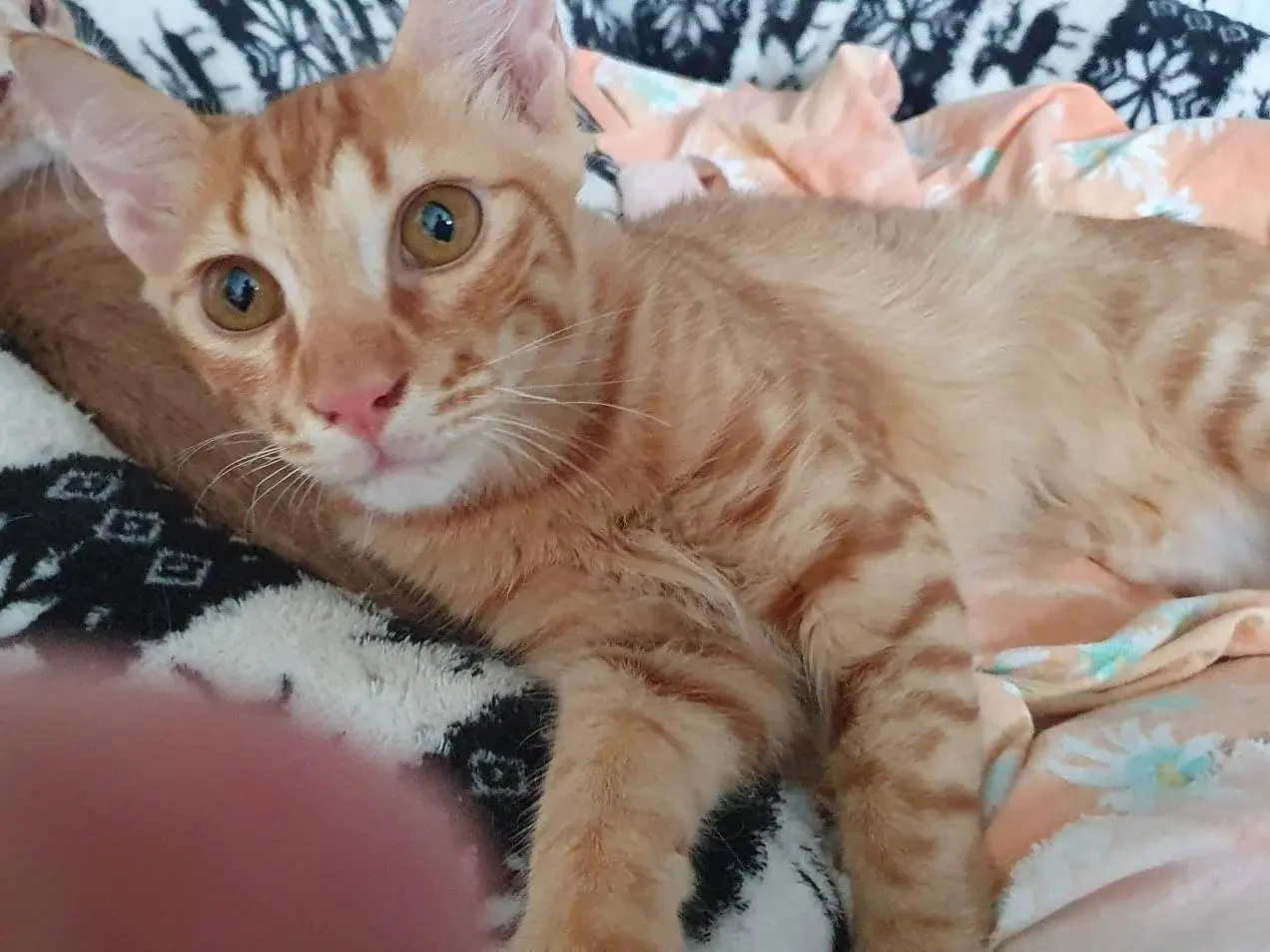 Adozione gatto, maschio, Razza sconosciuta Razza sconosciuta, 5 mesi, taglia non valida, Brescia