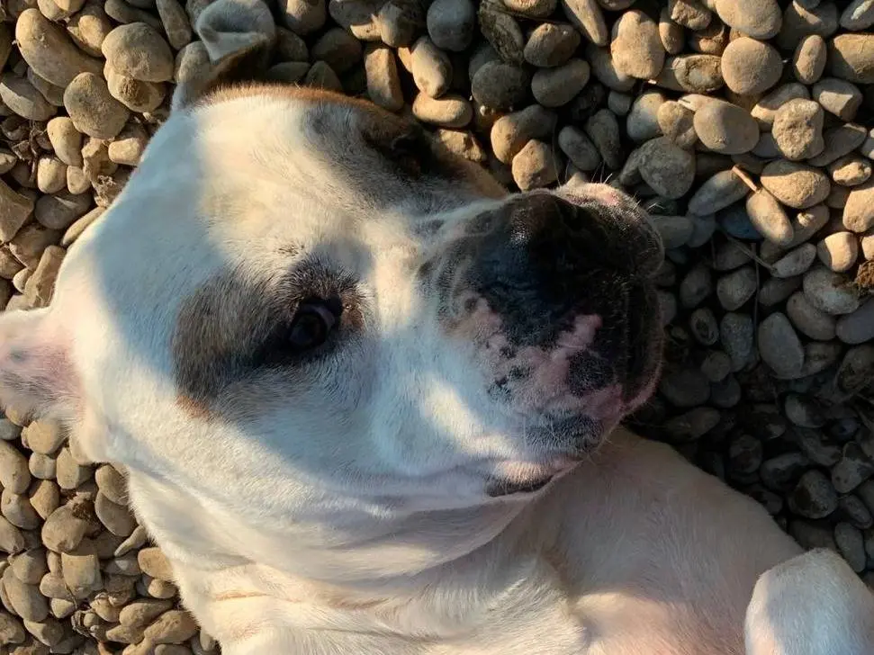 Adotta un cane, maschio, 9 anni e 1 mese, Milano