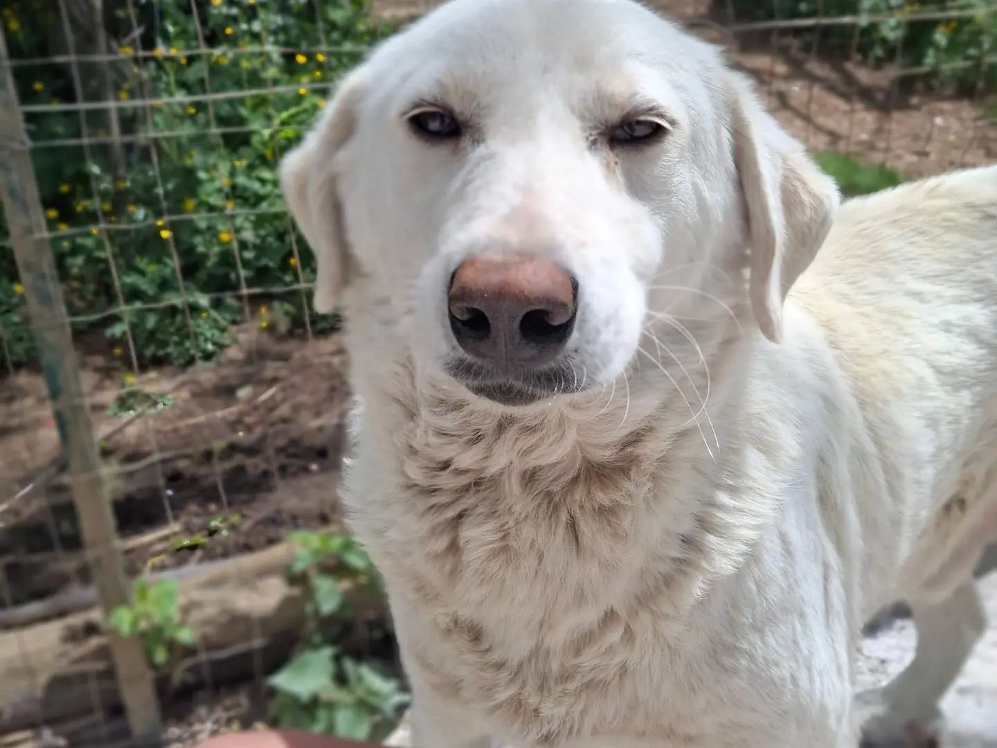 Vuoi adottare un cane a Torino?