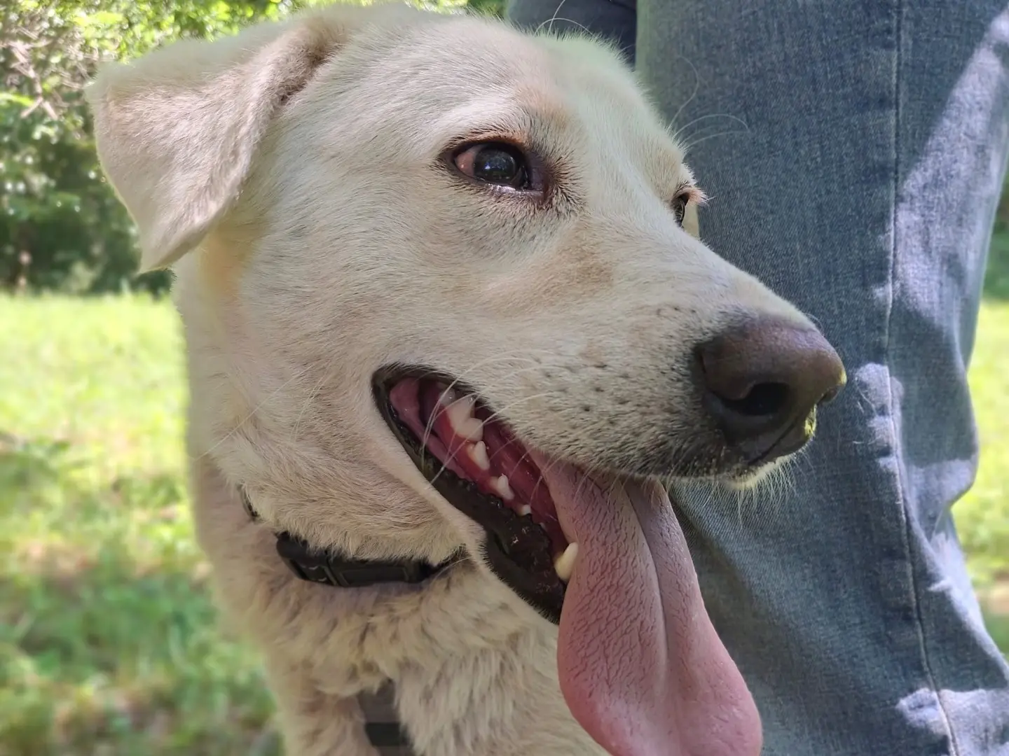 Adotta il cane Zucchero a Torino