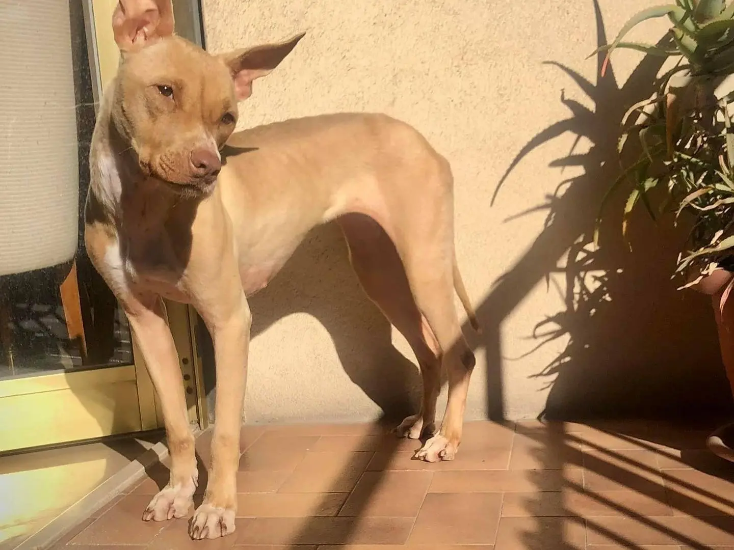 Vuoi adottare un cane a Bari?