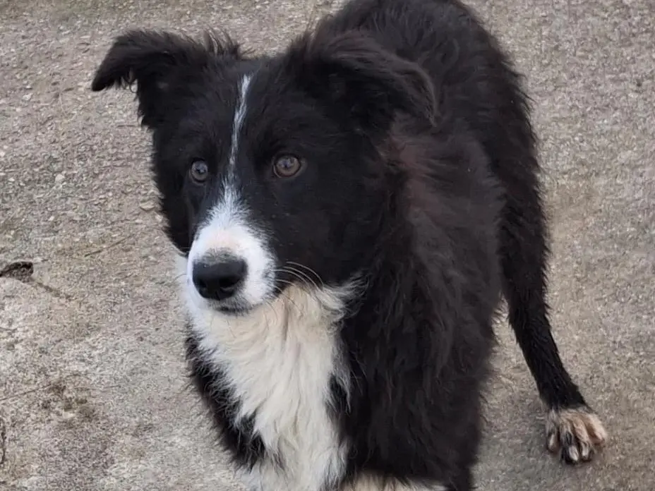 Adotta un cane, taglia media, femmina, Crotone