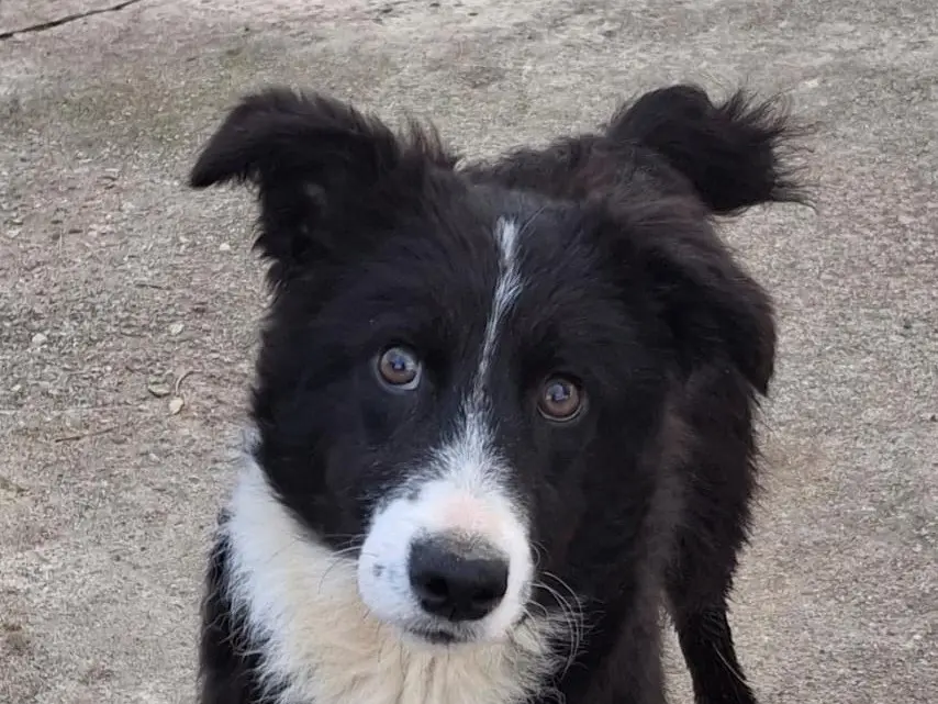 Adozione cane, femmina, Razza sconosciuta Razza sconosciuta, 4 mesi, taglia media, Crotone