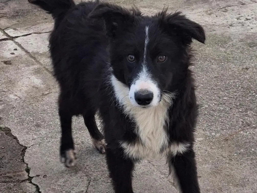 Adotta un cane, femmina, 4 mesi, Crotone