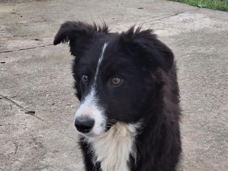 Adotta il cane Drusilla a Crotone