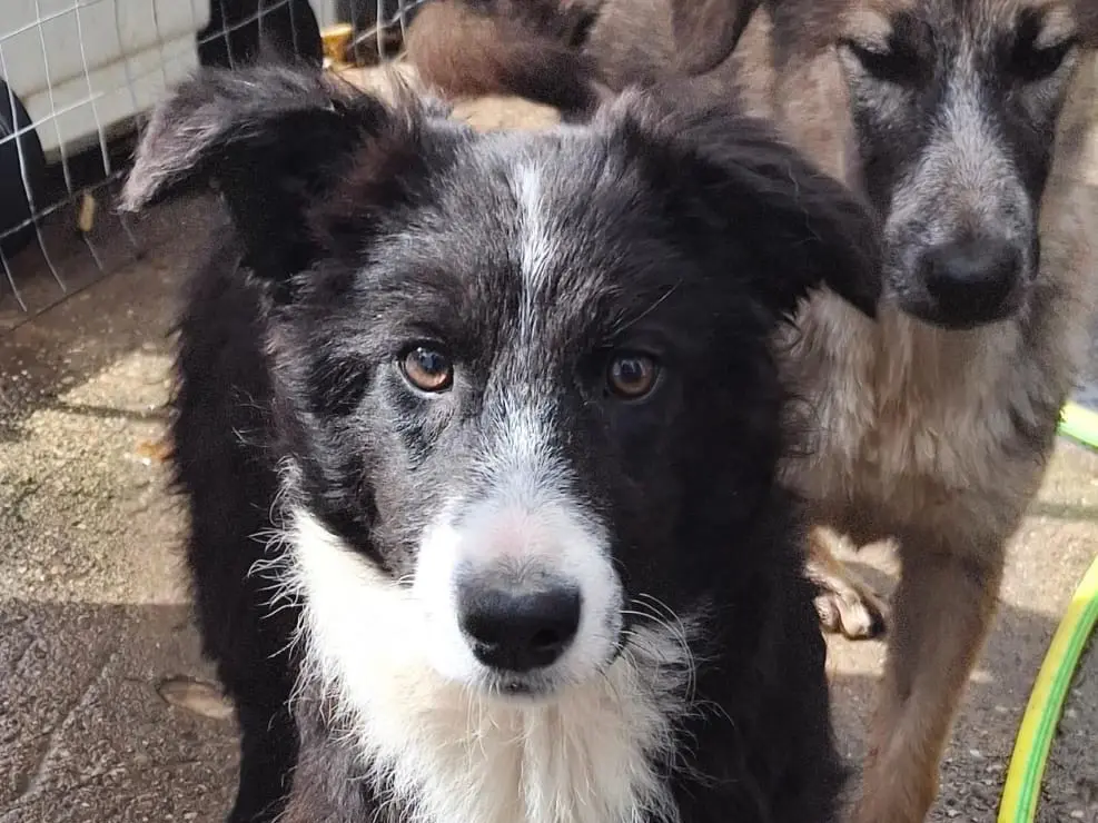 Vuoi adottare un cane a Crotone?